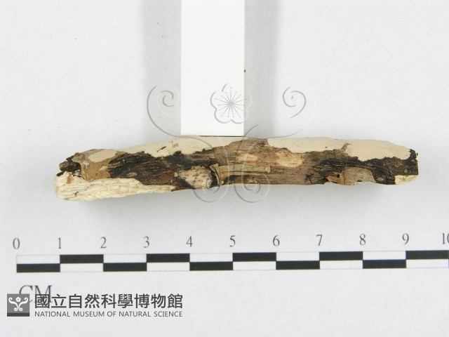 孔韌菌屬藏品圖，第3張
