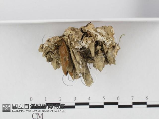多年臥孔菌屬藏品圖，第3張