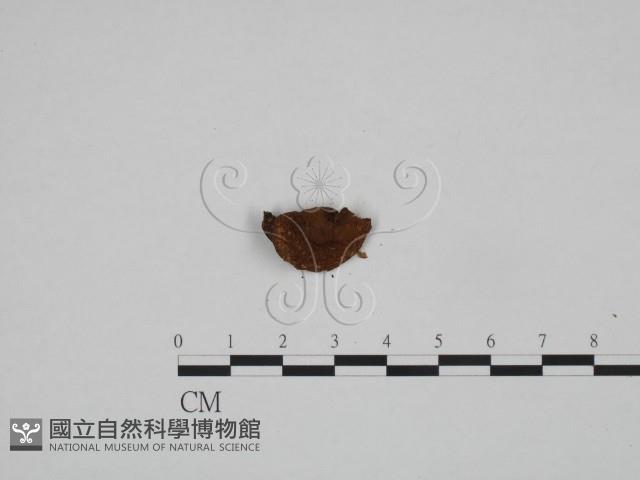 登錄號:F0024587藏品圖，第3張