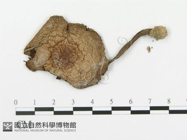傘菌屬藏品圖，第3張