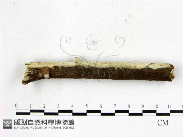 剛毛絲皮菌藏品圖，第3張