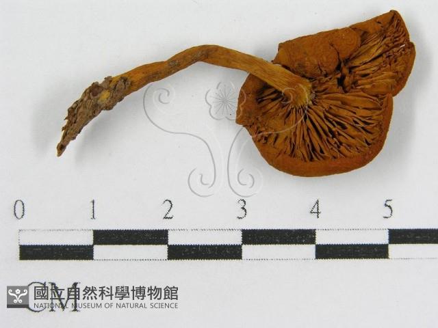 登錄號:F0012587藏品圖，第3張