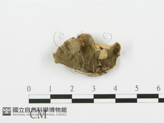 登錄號:F0017587藏品圖，第1張