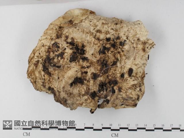 登錄號:F0025587藏品圖，第3張