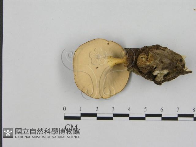 相鄰小孔菌藏品圖，第3張