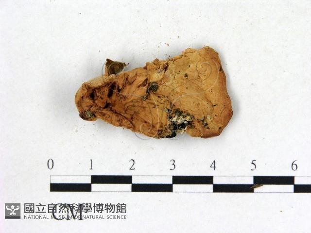 登錄號:F0009587藏品圖，第3張