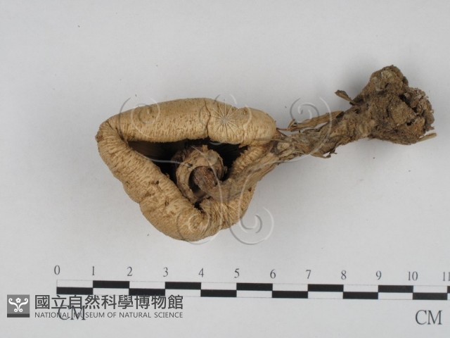 登錄號:F0003587藏品圖，第3張
