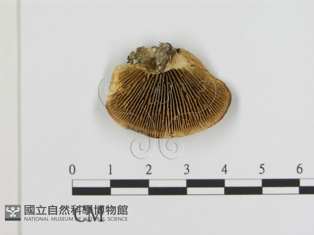 登錄號:F0013587藏品圖，第3張
