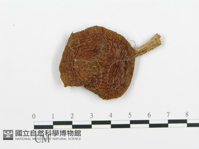 登錄號:F0008187藏品圖，第3張