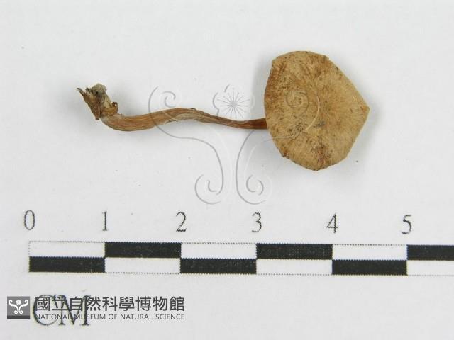 微皮傘屬藏品圖，第3張