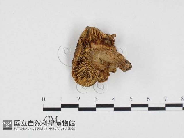 登錄號:F0024187藏品圖，第3張