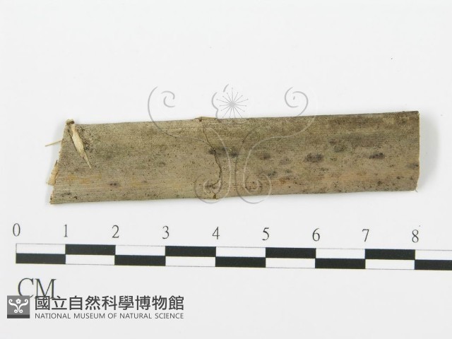 射脈菌屬藏品圖，第3張