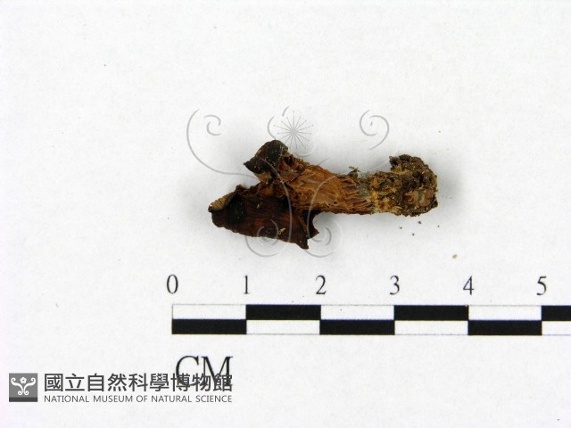 登錄號:F0014187藏品圖，第3張