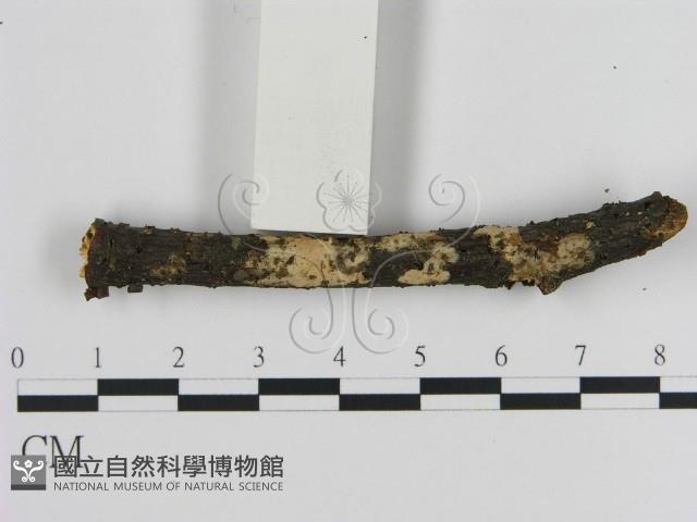 絲皮菌屬藏品圖，第3張