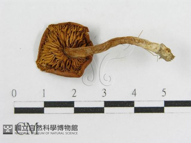 登錄號:F0005187藏品圖，第3張