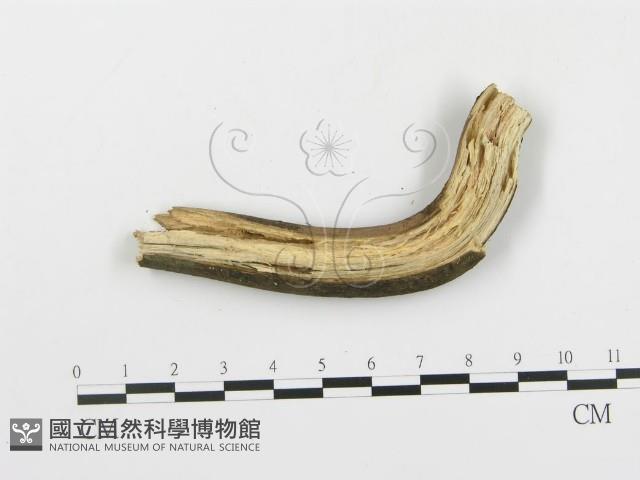 串擔革菌屬藏品圖，第3張
