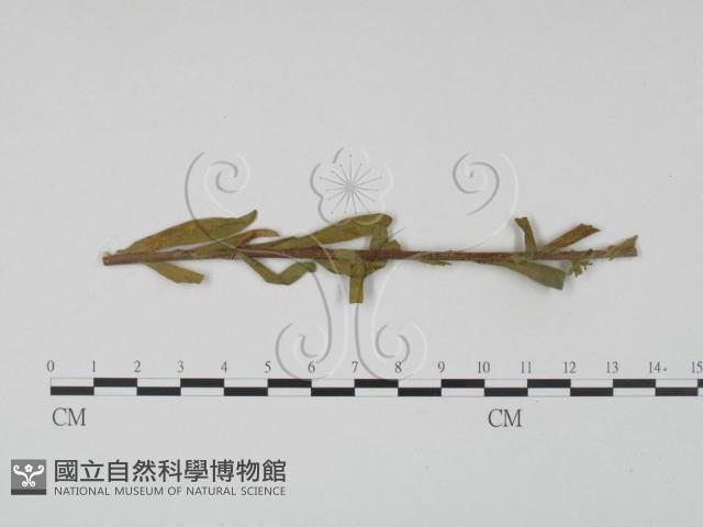 登錄號:F0019187藏品圖，第3張