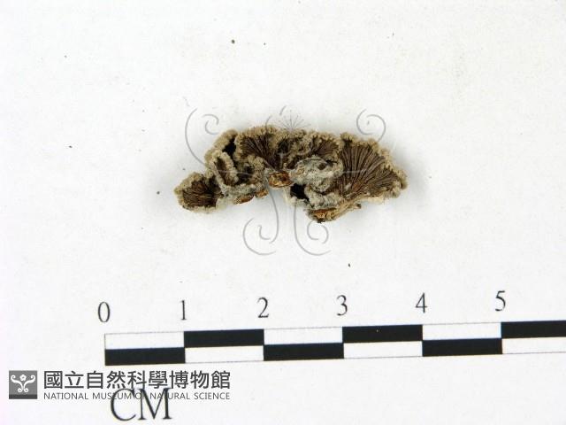 裂褶菌藏品圖，第3張