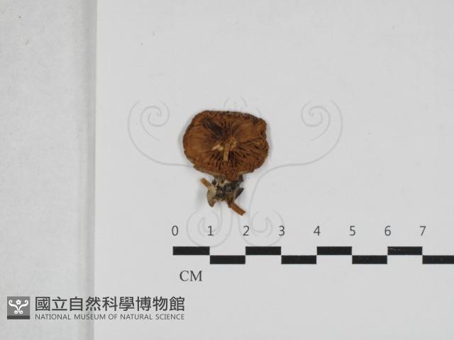 登錄號:F0033187藏品圖，第3張