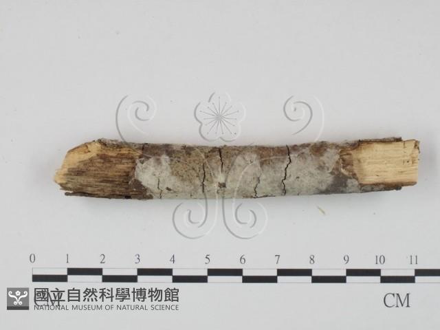 登錄號:F0010087藏品圖，第3張