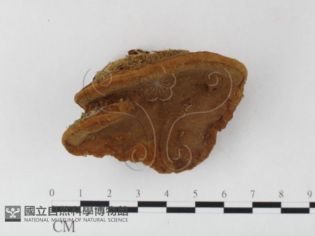 木層孔菌屬藏品圖，第3張