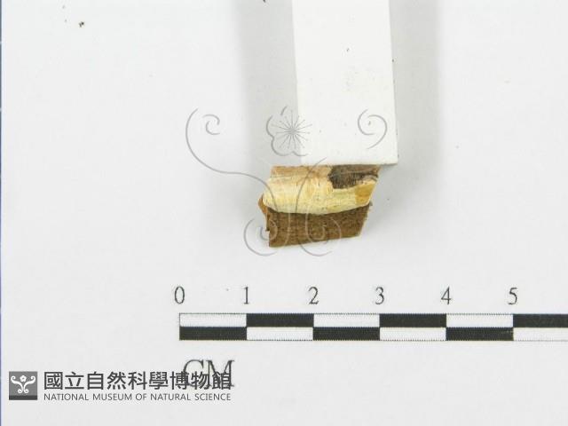 登錄號:F0006087藏品圖，第3張