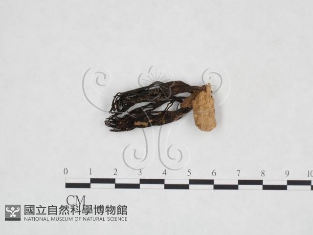 登錄號:F0016087藏品圖，第3張