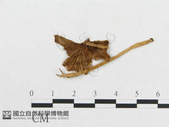登錄號:F0011087藏品圖，第3張