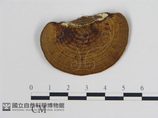 登錄號:F0014087藏品圖，第3張