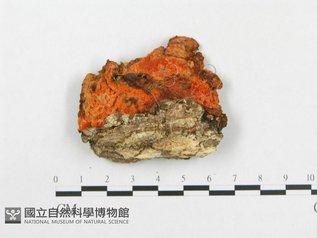 血紅密孔菌藏品圖，第3張