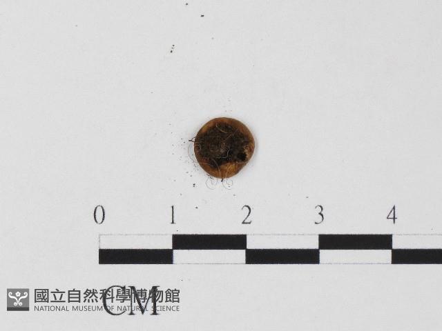 登錄號:F0017087藏品圖，第3張