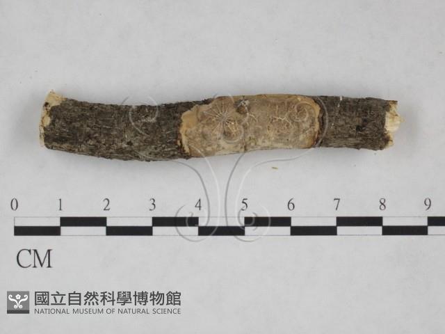刺皮菌屬藏品圖，第3張