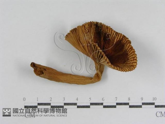 登錄號:F0008387藏品圖，第3張