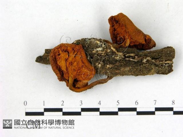 登錄號:F0020387藏品圖，第3張