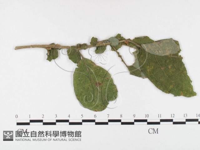 登錄號:F0026387藏品圖，第1張