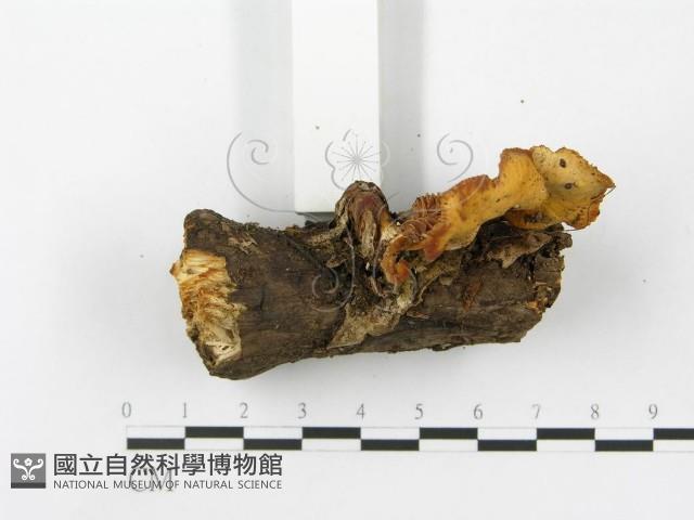 登錄號:F0016387藏品圖，第3張