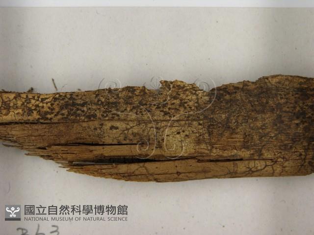 登錄號:F0021387藏品圖，第3張
