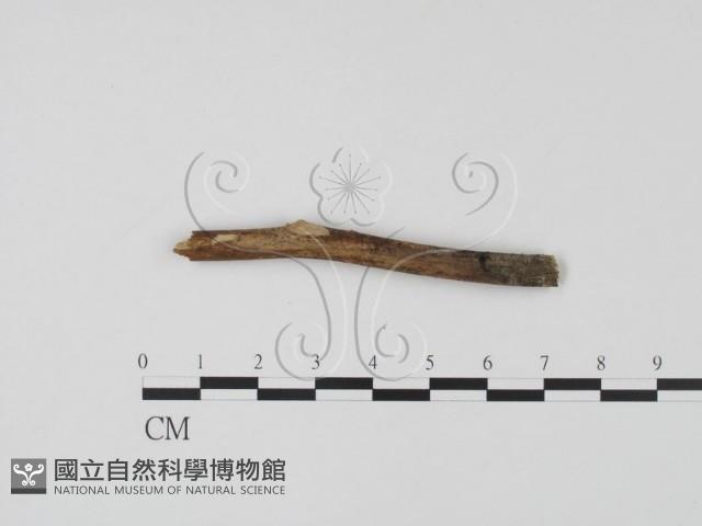 登錄號:F0011387藏品圖，第3張