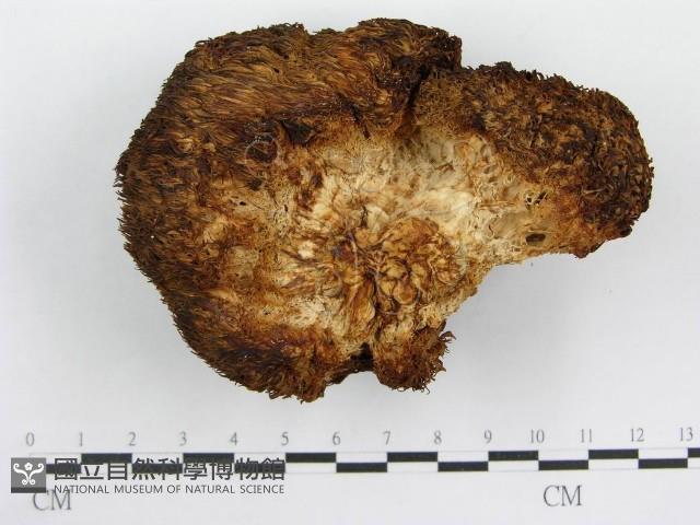 登錄號:F0004387藏品圖，第1張