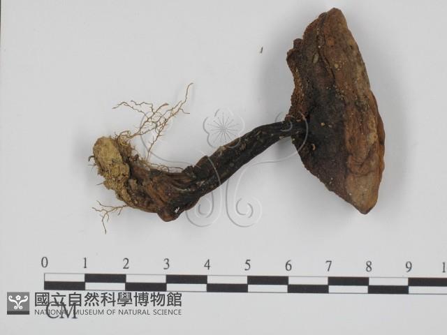 登錄號:F0014387藏品圖，第3張