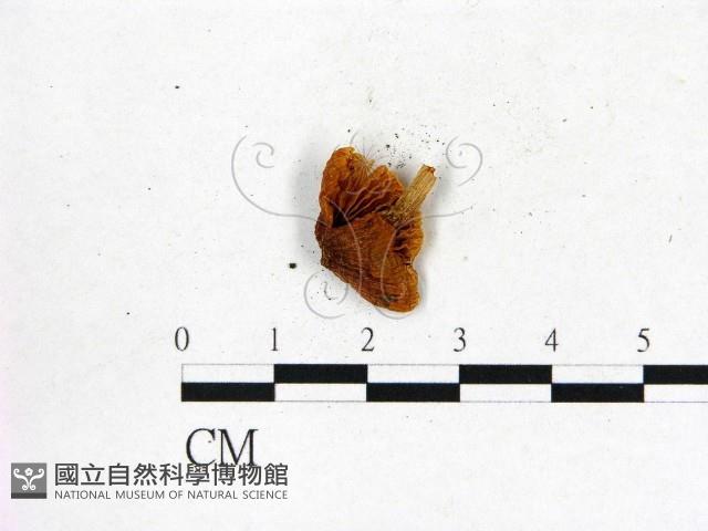 登錄號:F0012387藏品圖，第3張