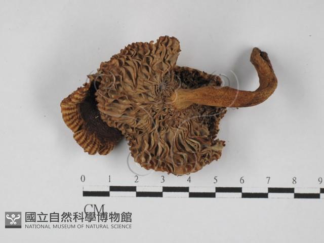 登錄號:F0027387藏品圖，第3張