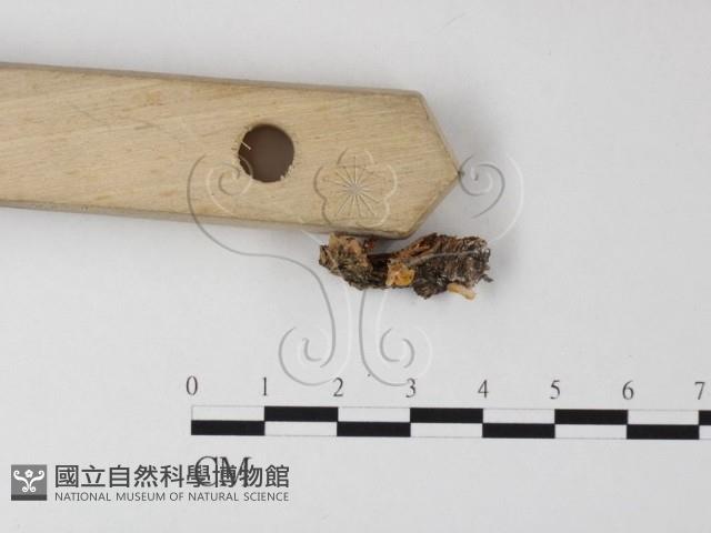 登錄號:F0025387藏品圖，第3張