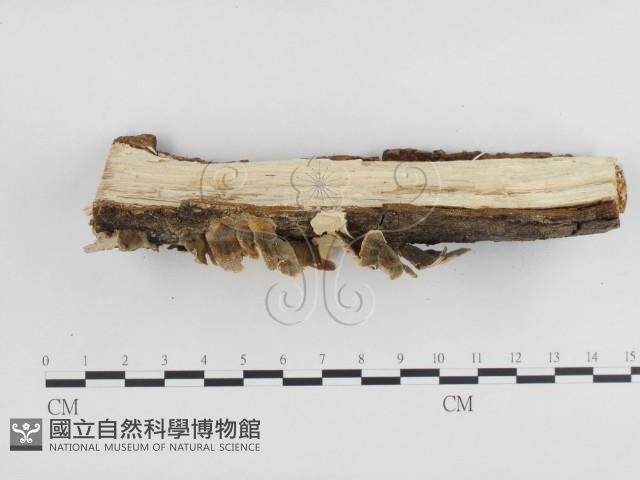 雲芝藏品圖，第3張