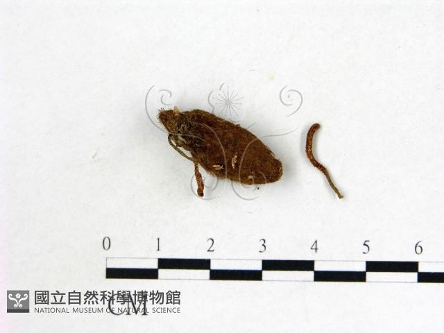 登錄號:F0019387藏品圖，第3張