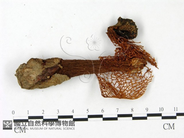 登錄號:F0023387藏品圖，第3張