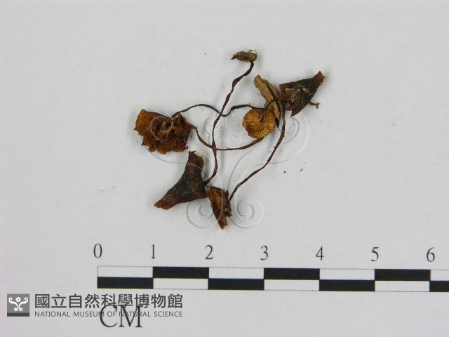 小菇屬藏品圖，第3張