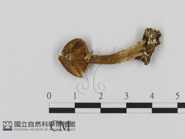 乳菇屬藏品圖，第3張