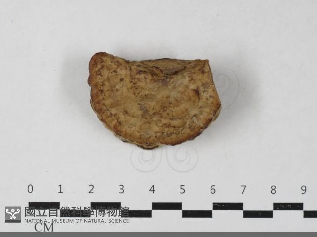 登錄號:F0033387藏品圖，第3張