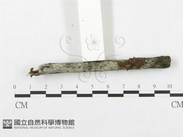 登錄號:F0009225藏品圖，第3張